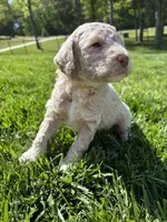 Hopper, a male Goldendoodle for sale in Foristell, MO – 2 of 3