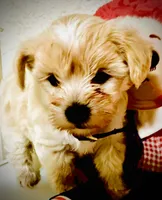 Bon Jovi , a male Maltipoo for sale in Timpson, TX – 3 of 10