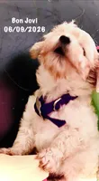 Bon Jovi , a male Maltipoo for sale in Timpson, TX – 10 of 10