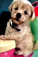 Bon Jovi , a male Maltipoo for sale in Timpson, TX – 2 of 10