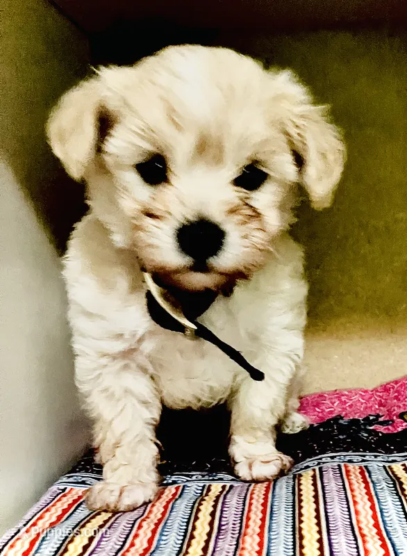 Bon Jovi  – Maltipoo puppy for sale in Timpson, TX