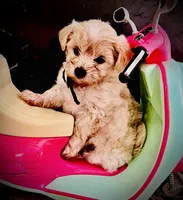 Bon Jovi , a male Maltipoo for sale in Timpson, TX – 8 of 10