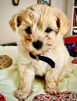 Bon Jovi , a male Maltipoo for sale in Timpson, TX – 9 of 10