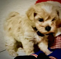 Bon Jovi , a male Maltipoo for sale in Timpson, TX – 7 of 10