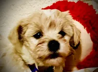 Bon Jovi , a male Maltipoo for sale in Timpson, TX – 4 of 10