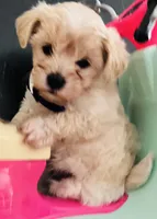 Bon Jovi , a male Maltipoo for sale in Timpson, TX – 5 of 10