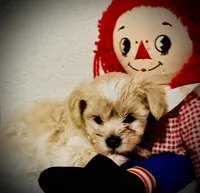 Bon Jovi , a male Maltipoo for sale in Timpson, TX – 6 of 10