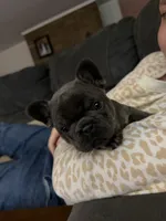 Gray and tan, a male French Bulldog for sale in Unicoi, TN – 4 of 7