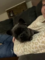 Gray and tan, a male French Bulldog for sale in Unicoi, TN – 7 of 7