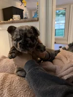 Merle, a female French Bulldog for sale in Unicoi, TN – 5 of 6