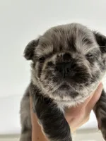 Merle, a female French Bulldog for sale in Unicoi, TN – 3 of 6