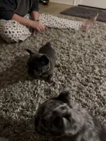 Gray and tan, a male French Bulldog for sale in Unicoi, TN – 2 of 7