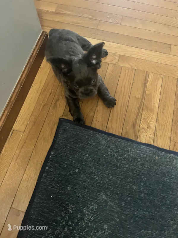 Green collar – French Bulldog puppy for sale in Unicoi, TN