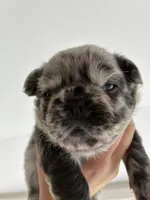 Merle, a female French Bulldog for sale in Unicoi, TN – 6 of 6