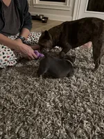 Gray and tan, a male French Bulldog for sale in Unicoi, TN – 5 of 7
