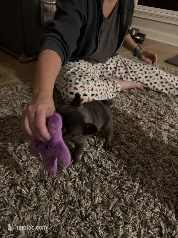 Gray and tan – French Bulldog puppy for sale in Unicoi, TN