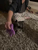 Gray and tan, a male French Bulldog for sale in Unicoi, TN – 1 of 7