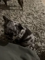 Merle, a female French Bulldog for sale in Unicoi, TN – 2 of 6