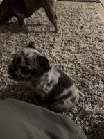 Merle, a female French Bulldog for sale in Unicoi, TN – 4 of 6