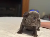 Pink collar, a female French Bulldog for sale in Unicoi, TN – Photo 7 of 10