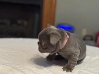 Pink collar, a female French Bulldog for sale in Unicoi, TN – Photo 5 of 10