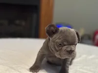 Pink collar, a female French Bulldog for sale in Unicoi, TN – Photo 10 of 10