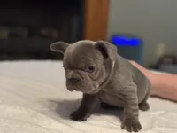 Pink collar, a female French Bulldog for sale in Unicoi, TN – Photo 8 of 10