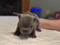 Pink collar, a female French Bulldog for sale in Unicoi, TN – Photo 4 of 10