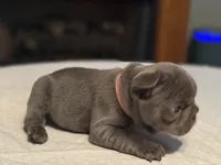 Pink collar, a female French Bulldog for sale in Unicoi, TN – Photo 9 of 10