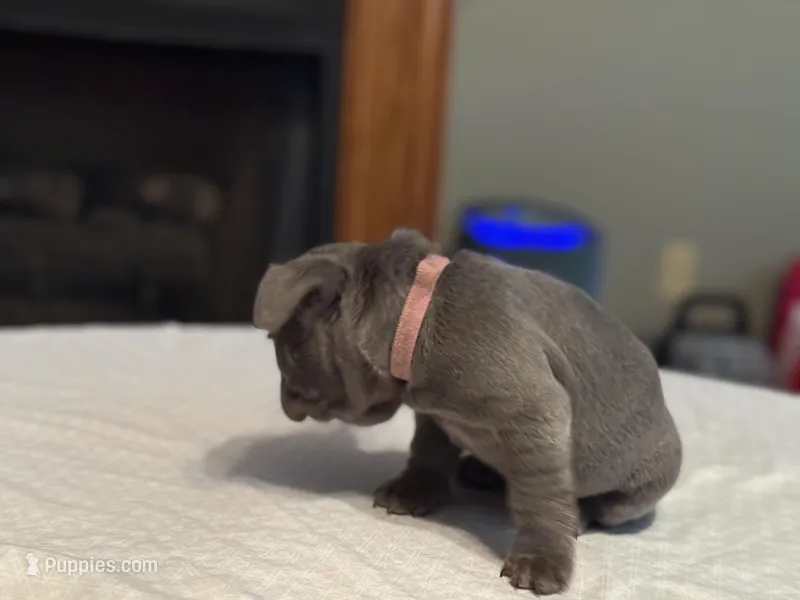 Pink collar – French Bulldog puppy for sale in Unicoi, TN