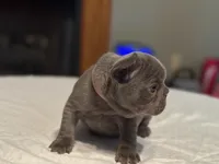 Pink collar, a female French Bulldog for sale in Unicoi, TN – Photo 6 of 10