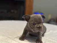 Pink collar, a female French Bulldog for sale in Unicoi, TN – Photo 2 of 10