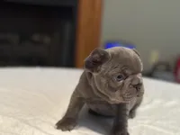 Pink collar, a female French Bulldog for sale in Unicoi, TN – Photo 3 of 10