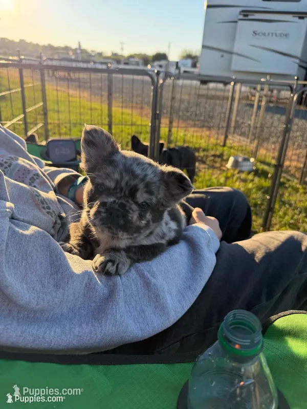 Merle – French Bulldog puppy for sale in Unicoi, TN