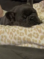 Gray and tan, a male French Bulldog for sale in Unicoi, TN – 3 of 7