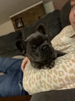 Gray and tan, a male French Bulldog for sale in Unicoi, TN – 6 of 7