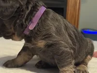 Purple collar, a female French Bulldog for sale in Unicoi, TN – Photo 7 of 8