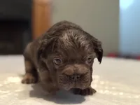 Purple collar, a female French Bulldog for sale in Unicoi, TN – Photo 4 of 8