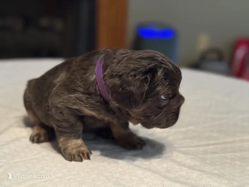 Purple collar – French Bulldog puppy for sale in Unicoi, TN