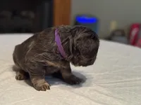 Purple collar, a female French Bulldog for sale in Unicoi, TN – Photo 5 of 8