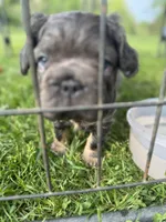Purple collar, a female French Bulldog for sale in Unicoi, TN – Photo 9 of 9