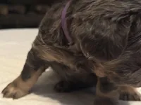 Purple collar, a female French Bulldog for sale in Unicoi, TN – Photo 8 of 8