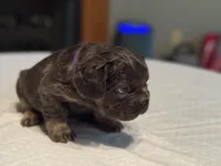 Purple collar, a female French Bulldog for sale in Unicoi, TN – Photo 2 of 8