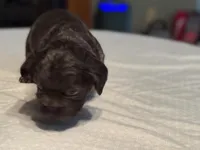 Purple collar, a female French Bulldog for sale in Unicoi, TN – Photo 3 of 8