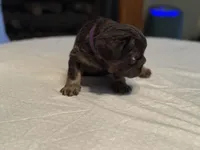 Purple collar, a female French Bulldog for sale in Unicoi, TN – Photo 6 of 8