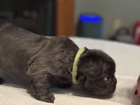 Green collar, a male French Bulldog for sale in Unicoi, TN – Photo 3 of 7