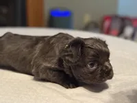 Green collar, a male French Bulldog for sale in Unicoi, TN – Photo 7 of 7