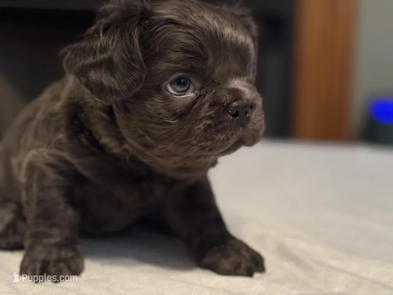 Green collar – French Bulldog puppy for sale in Unicoi, TN