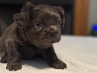 Green collar, a male French Bulldog for sale in Unicoi, TN – Photo 5 of 7