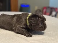 Green collar, a male French Bulldog for sale in Unicoi, TN – Photo 6 of 7